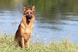BERGER ALLEMAND 732
